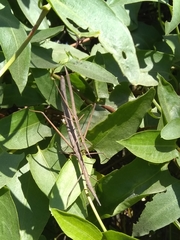 Tetanorhynchini