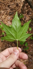 Liquidambar styraciflua