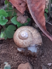 Helix pomatia