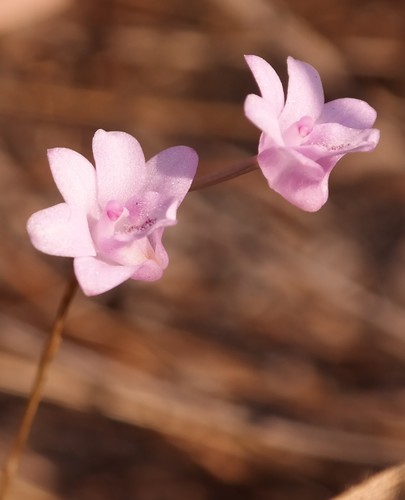 Polystachya dendrobiiflora