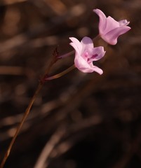 Polystachya dendrobiiflora image