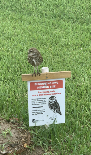 Florida Burrowing Owl photographed in Florida