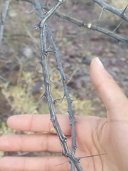 Fouquieria macdougalii