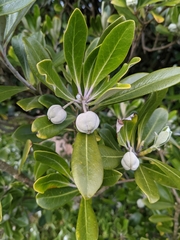 Pittosporum crassifolium