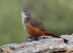 Achaetops pycnopygius