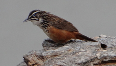 Achaetops pycnopygius