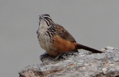 Achaetops pycnopygius