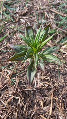 Chamaenerion angustifolium
