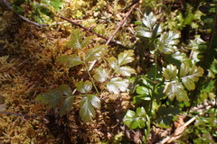 Coptis aspleniifolia