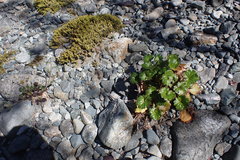 Romanzoffia sitchensis