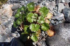 Romanzoffia sitchensis