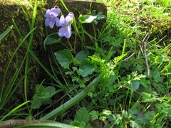 Cardamine impatiens