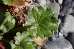 Romanzoffia sitchensis