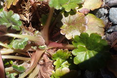 Romanzoffia sitchensis