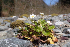 Romanzoffia sitchensis