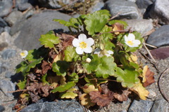 Romanzoffia sitchensis