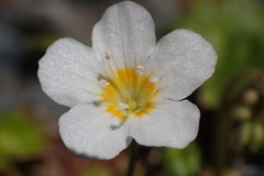 Romanzoffia sitchensis