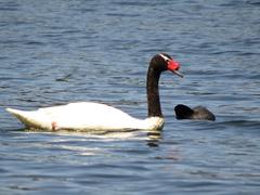 Black-Necked Swan photo 4