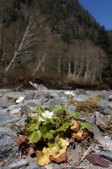 Romanzoffia sitchensis