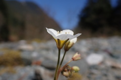 Romanzoffia sitchensis