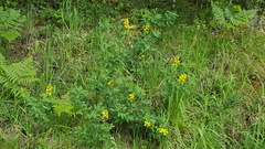 Thermopsis gracilis
