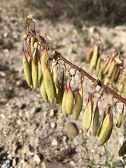 Astragalus trichopodus antisellii
