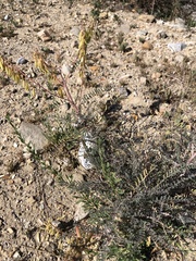 Astragalus trichopodus antisellii