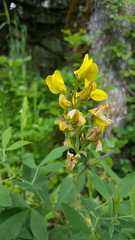 Thermopsis gracilis