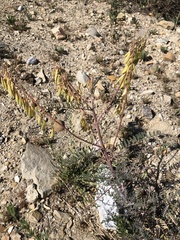 Astragalus trichopodus antisellii