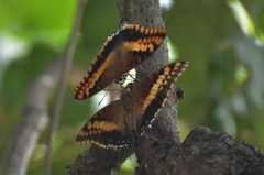 Charaxes saturnus