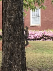 Sciurus carolinensis