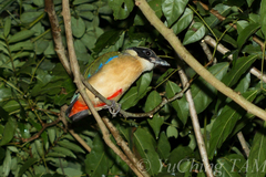 Pitta moluccensis