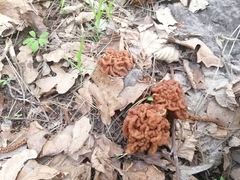 Gyromitra gigas