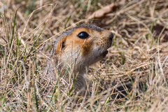 Spermophilus major