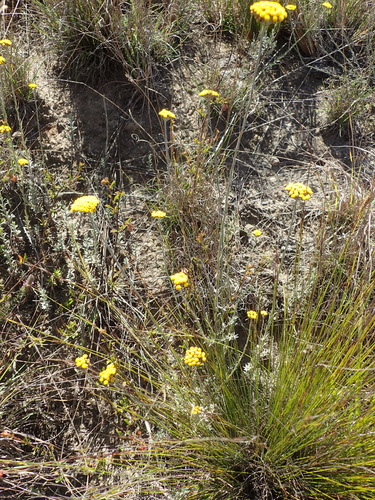 Image of Helichrysum anomalum by (c) Nicola van Berkel, some rights reserved (CC BY-SA)