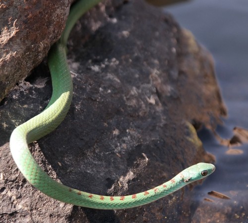 Photo of a Green Water Snake (Philothamnus hoplogaster)