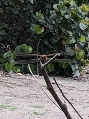Libellula needhami