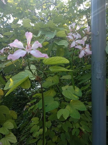 Butterfly tree (Bauhinia purpurea)