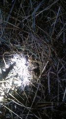 Hemidactylus sahgali