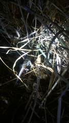 Hemidactylus sahgali