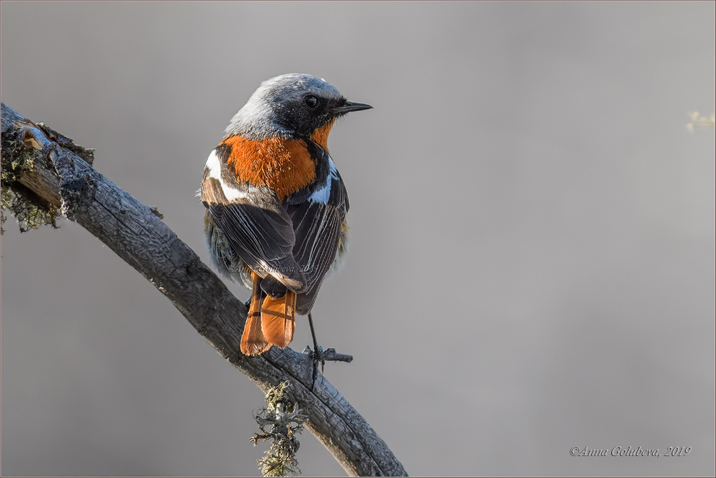 Rufous-backed Redstart photo