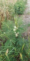 Acaciella