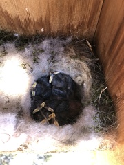 Baeolophus atricristatus