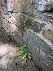 Youngia thunbergiana