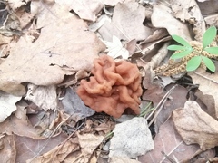 Gyromitra gigas