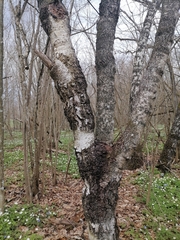 Betula pendula carelica