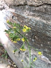 Youngia thunbergiana