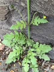 Youngia thunbergiana