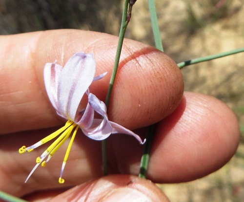 Image of Caesia sabulosa by (c) linkie, some rights reserved (CC BY)