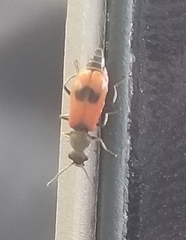Melyridae
